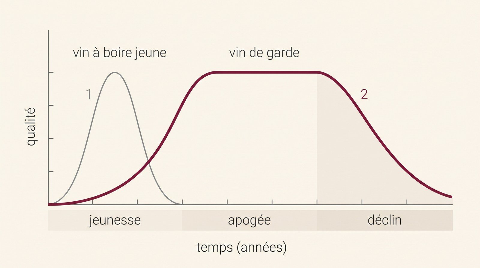 Courbe de vie du vin comparant un vin à boire jeune et un vin de garde : jeunesse, apogée et déclin